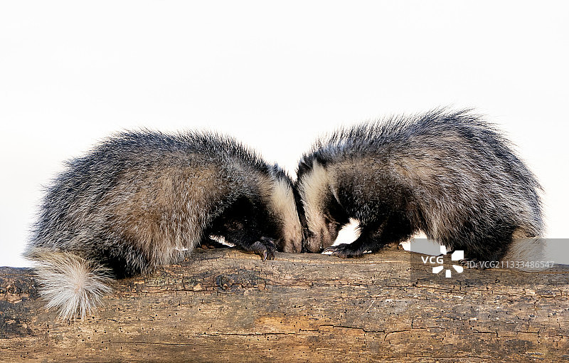 两只面对面站在木头上的獾（Meles meles）图片素材