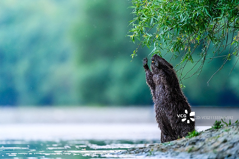 欧洲海狸在斯洛伐克河岸上图片素材