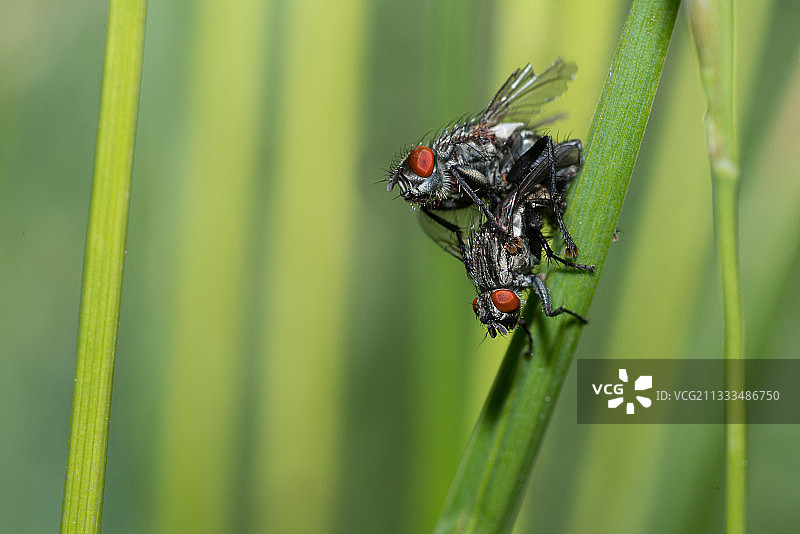 肉蝇（麻蝇）交配，法国北部孚日地区自然公园图片素材