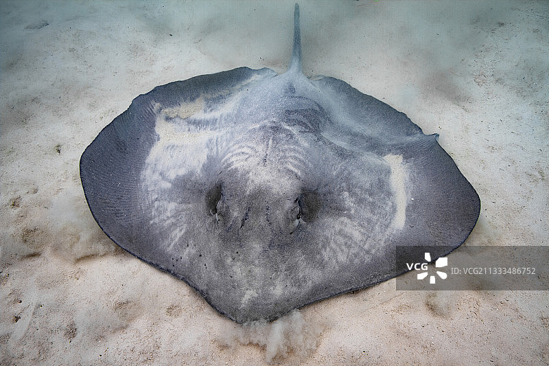 粉色鞭尾魟（Pateobatis fai）在沙中挖掘隐藏，法属波利尼西亚莫雷阿岛图片素材