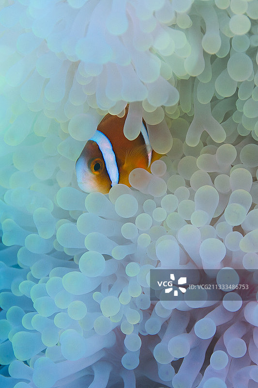 法属波利尼西亚塔希提岛海葵中的橙鳍海葵鱼图片素材