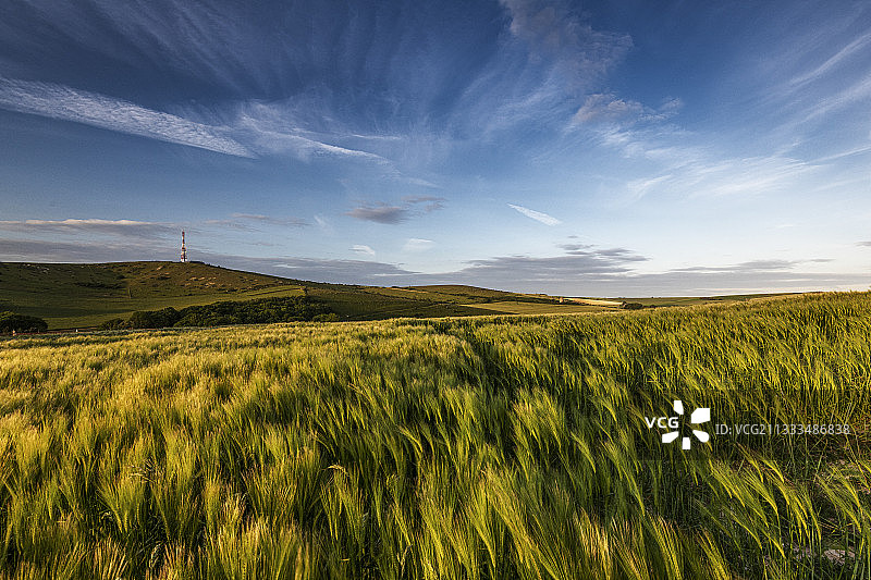 法国春季麦田图片素材