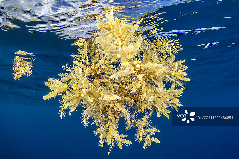 马提尼克海洋自然公园漂浮的马尾藻图片素材