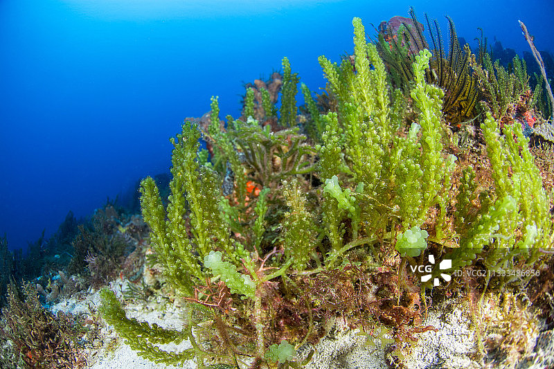 马提尼克岛自然海洋公园的海葡萄藻图片素材