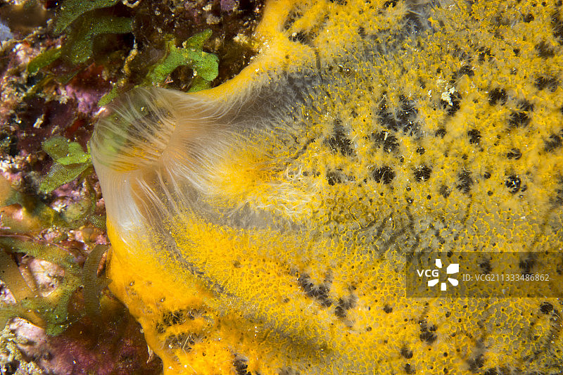 橙色海绵特写图片素材