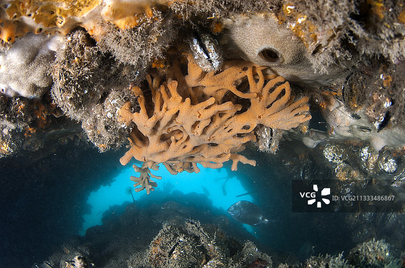 粉色手指海绵，在法国奥克西塔尼阿戈德海岸保护区的人工鱼礁内部图片素材