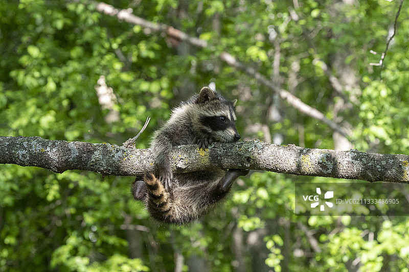 浣熊在树上玩耍图片素材