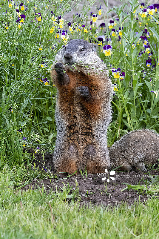 站立的土拨鼠，明尼苏达州，美国图片素材