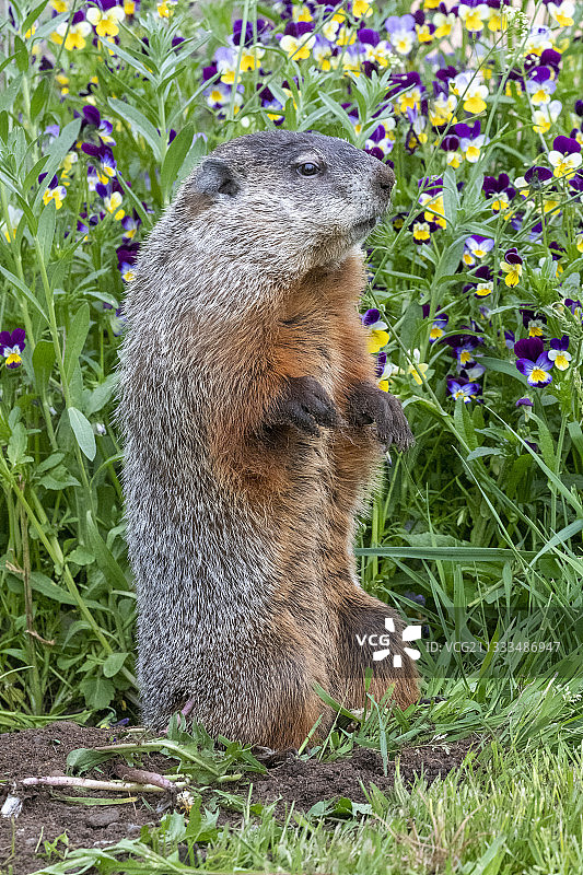站立的土拨鼠，明尼苏达州，美国图片素材