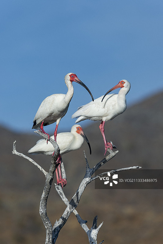栖息在枯树上的美洲白鹮图片素材