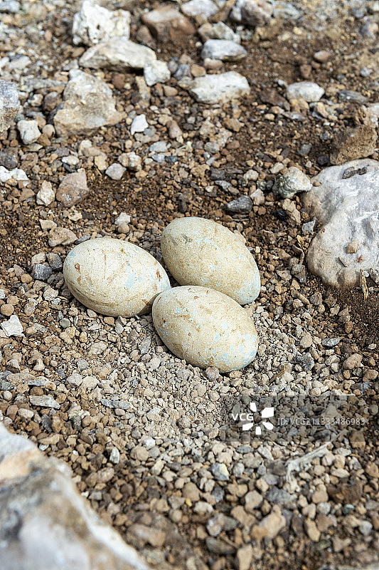 蓝脚鲣鸟（Sula nebouxii）蓝脚鲣鸟蛋，圣伊尔德丰索岛，科尔特斯海，墨西哥图片素材
