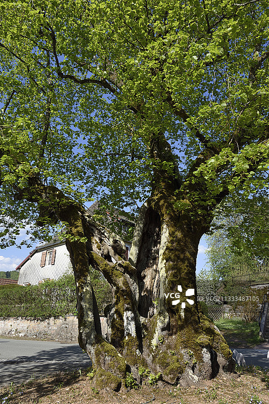 法国蒂勒尔德蒂雷讷小叶菩提树，树龄700年以上图片素材