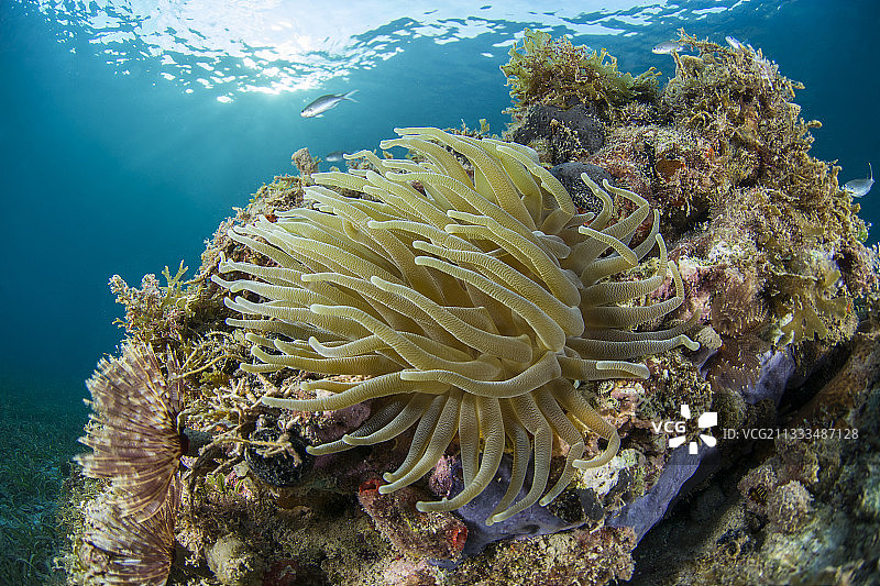 马提尼克海洋自然公园的巨型加勒比海葵图片素材