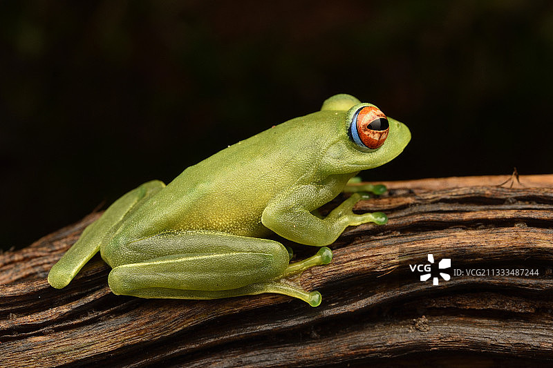 安卡法纳亮眼蛙，在黑色背景上，昂达西贝，马达加斯加图片素材