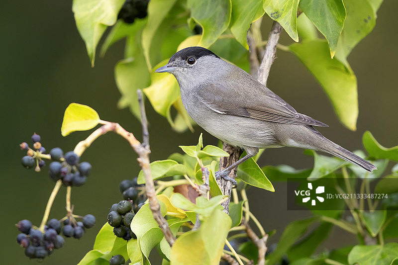 黑顶莺（戴帽莺），雄鸟栖息在常春藤上（意大利坎帕尼亚）图片素材