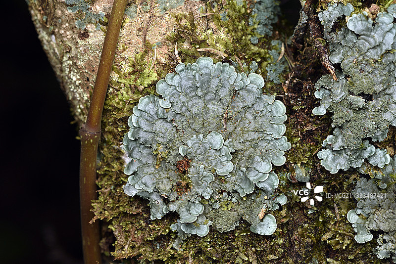马达加斯加树干上的盐渍壳状地衣图片素材