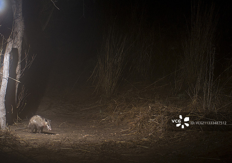 在墨西哥恰帕斯州希基皮拉斯用相机陷阱拍摄到的负鼠图片素材