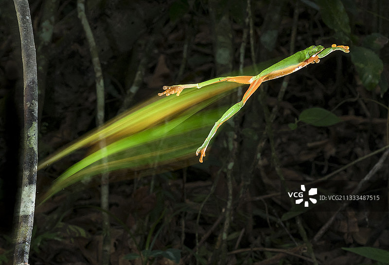 莫氏树蛙（绿黑眼树蛙）跳跃并留下痕迹，拍摄单张照片，墨西哥恰帕斯州El Ocote生物圈保护区图片素材