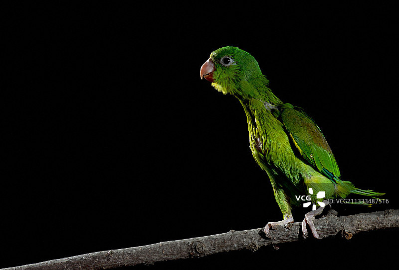墨西哥恰帕斯州黑色背景上的黄翅鹦鹉幼鸟图片素材