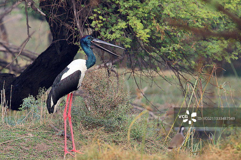 成年雄性黑颈鹳在印度西北部休息图片素材