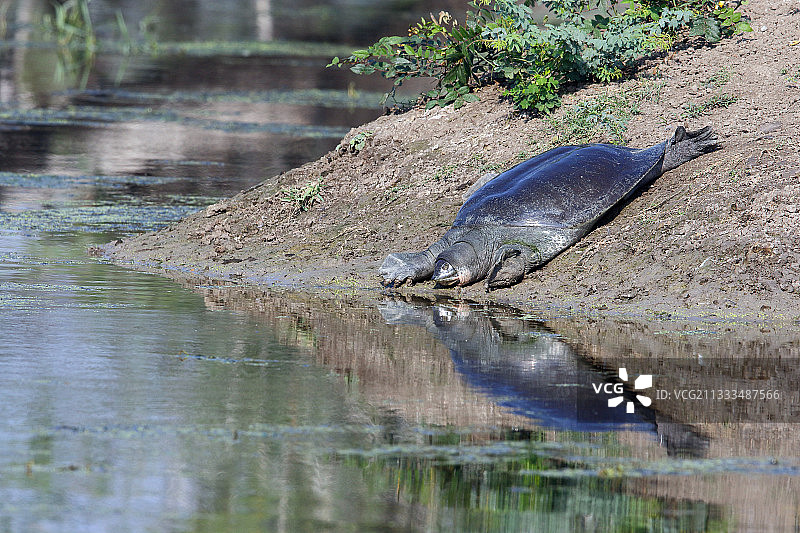 印度瓣甲龟成体，在印度西北部海岸晒太阳图片素材