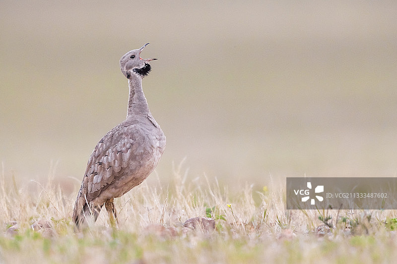 南非卡鲁歌鸇在地上鸣叫图片素材