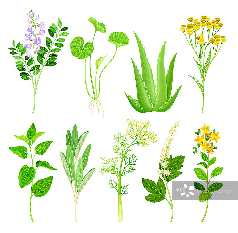 药用草本植物与开花艾菊图片素材