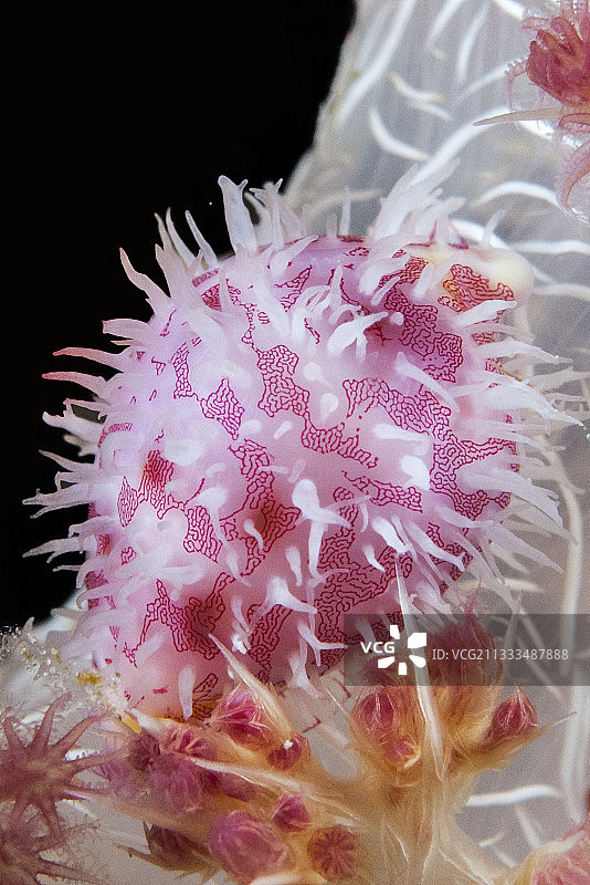 Cowry (Primovula roseomaculata) on an alcyonaria (Dendronephthya sp), Siladen Island, Bunaken Marine National Park, North Sulawesi, Indonesia.图片素材