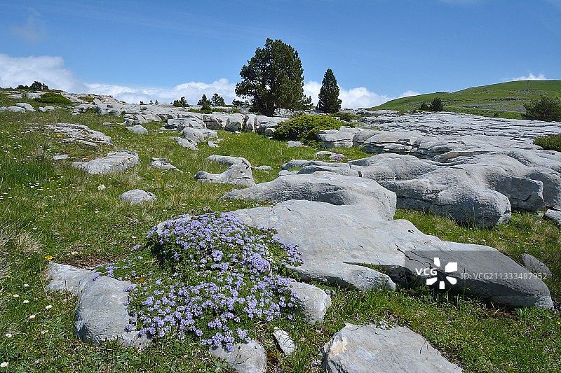 法国比利牛斯山脉阳光明媚的岩石和石灰石上的球菊图片素材
