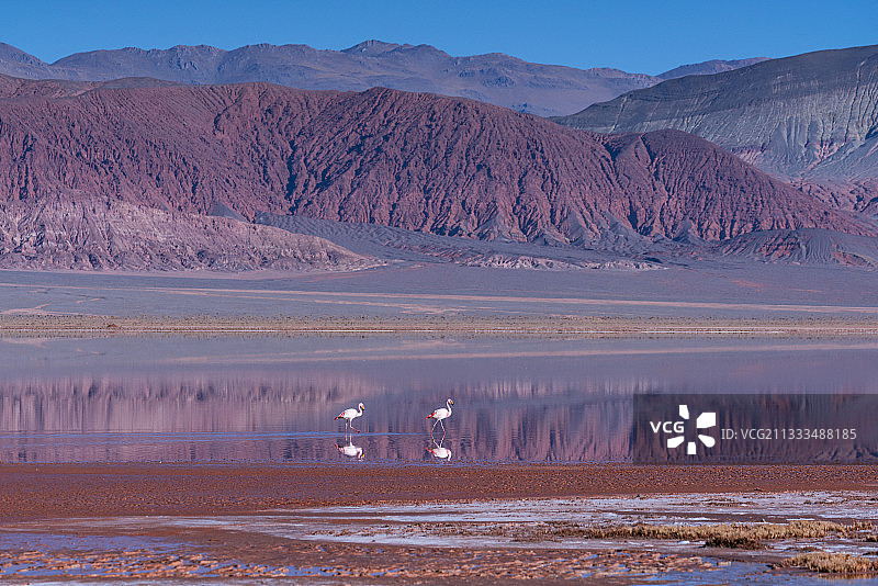 詹姆斯火烈鸟图片素材
