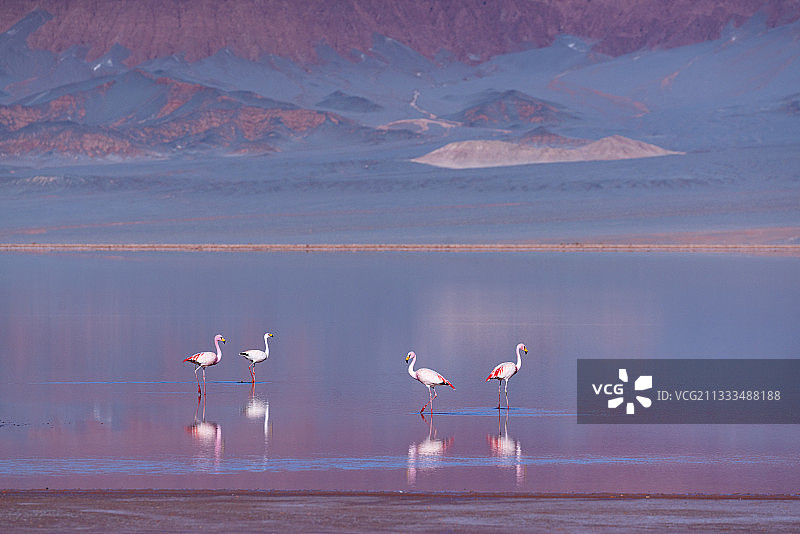 詹姆斯火烈鸟图片素材