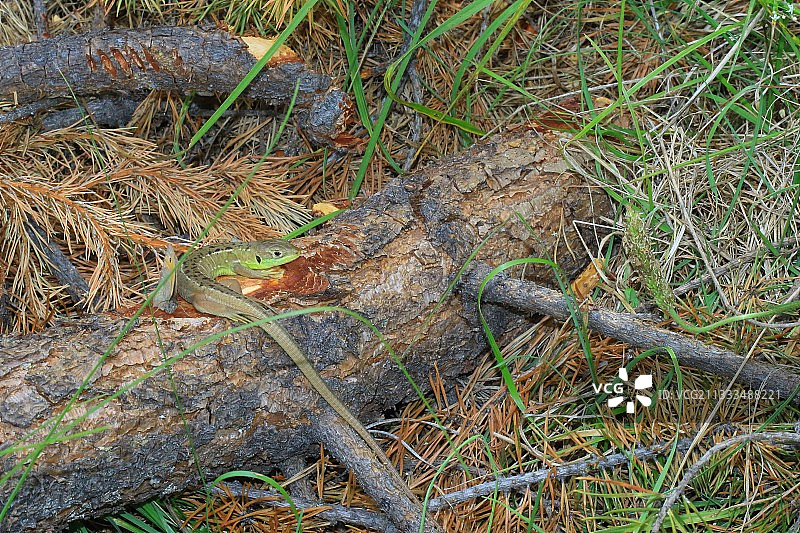 法国绿蜥蜴图片素材