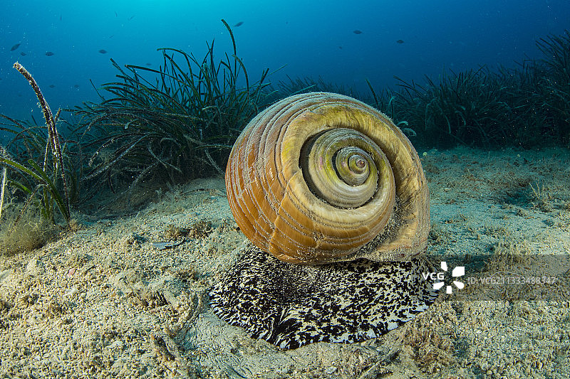 地中海大法螺，克罗地亚维斯岛图片素材
