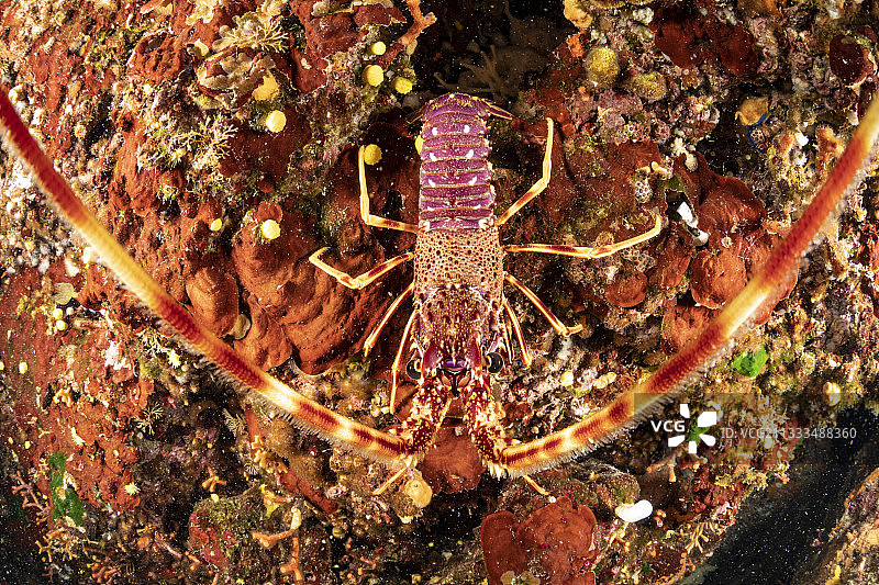 克罗地亚维斯岛龙虾特写图片素材