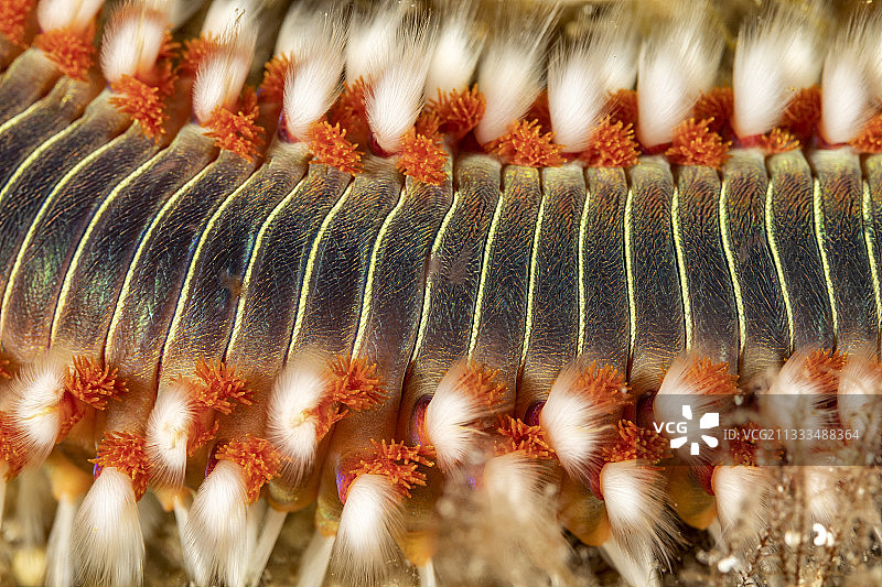 胡须火虫（Hermodice carunculata）细节图， Vis岛，克罗地亚，亚得里亚海，地中海图片素材