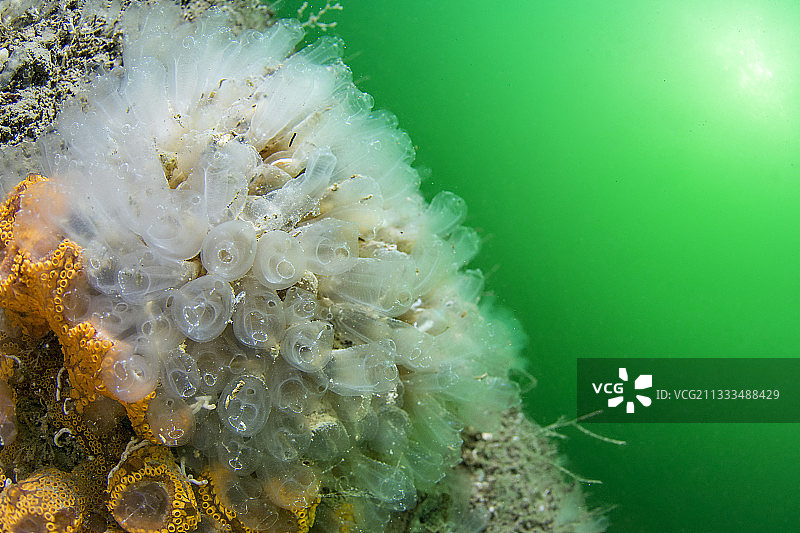 豆海鞘图片素材