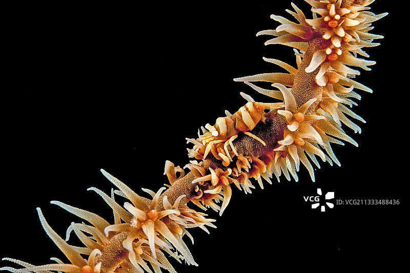 伦贝海峡的鞭珊瑚虾（Dasycaris zanzibarica）图片素材