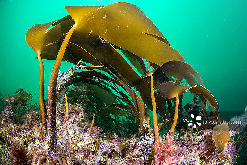 法国布列塔尼圣马洛海岸的Cuvie（海带）图片素材