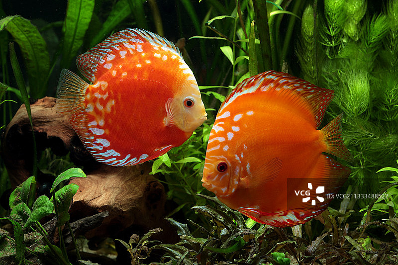 水族箱中的红鸽子血神仙鱼图片素材