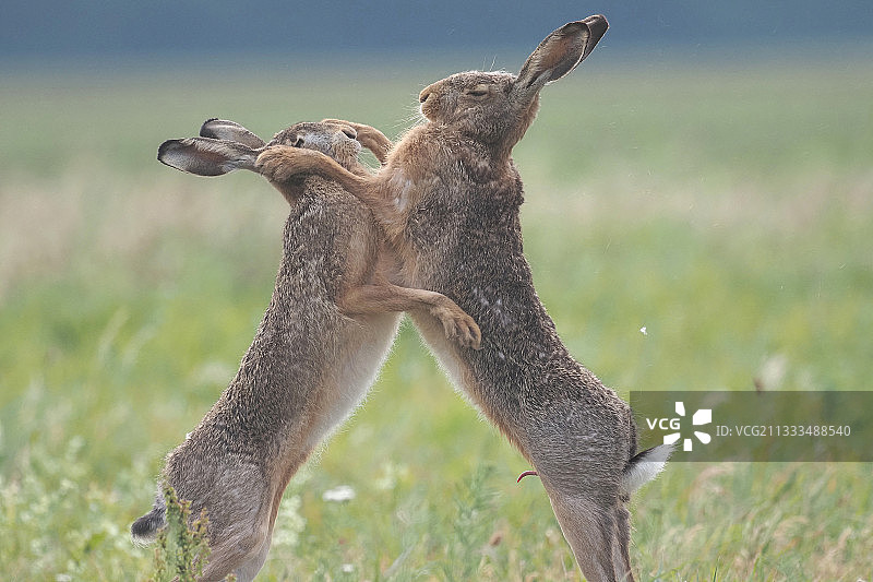 法国阿尔萨斯春季的欧洲野兔（Lepus europaeus）图片素材