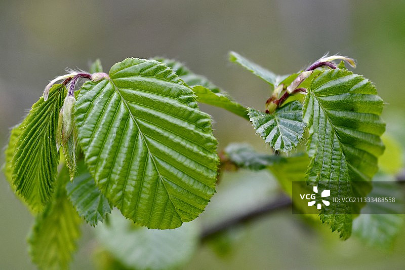 法国春季欧洲山毛榉树叶图片素材