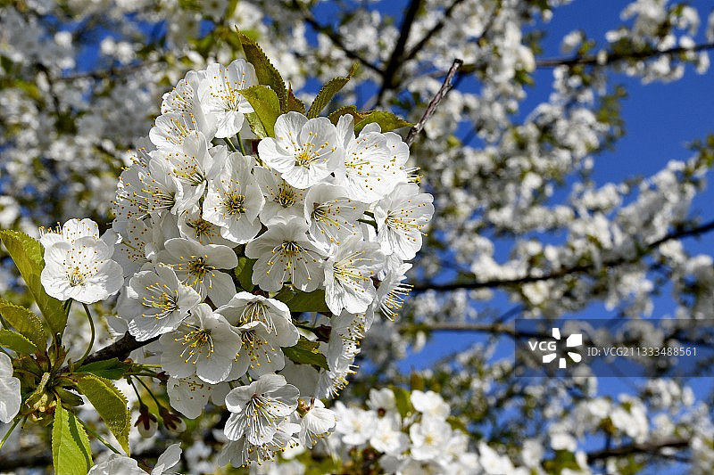 法国春季樱花图片素材