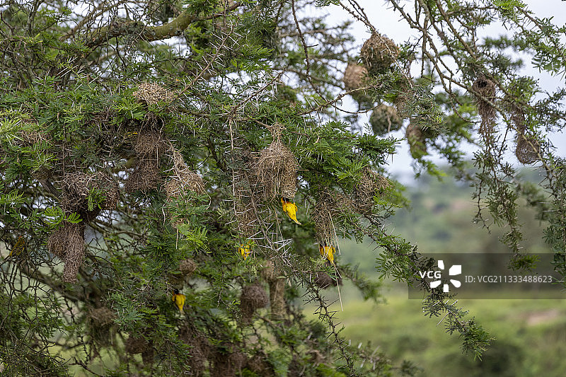 村庄织布鸟（Ploceus cucullatus）在乌干达姆布罗湖国家公园筑巢图片素材