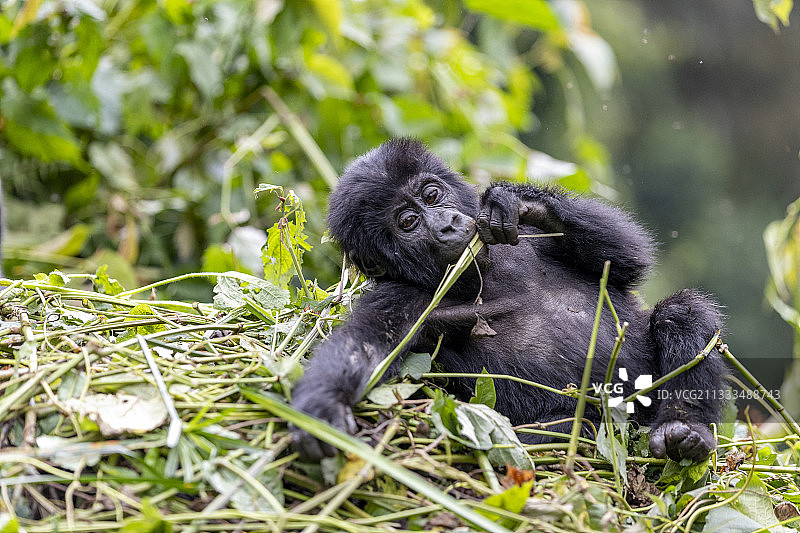 山地大猩猩图片素材