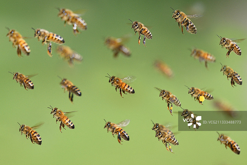 返回蜂巢的蜜蜂（Apis mellifera），法国北部孚日地区自然公园图片素材