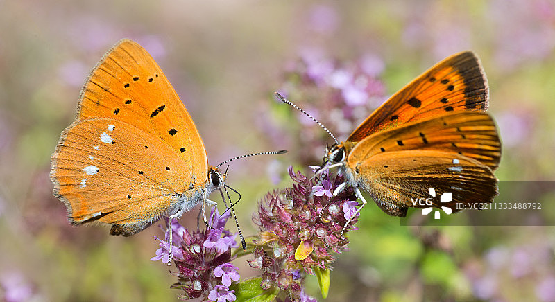 北孚日地区自然公园中的大型铜色豆荚灰蝶图片素材