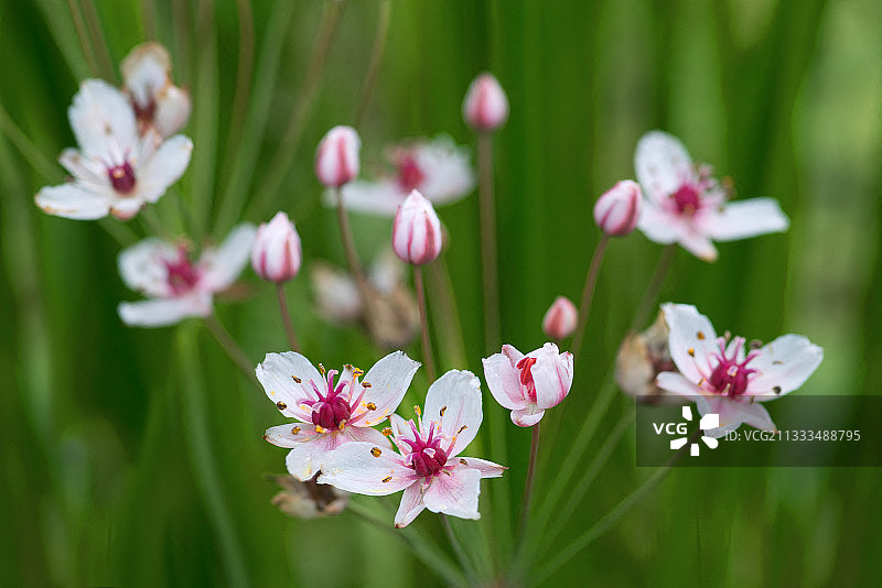 法国北部孚日地区自然公园的 flowering rush图片素材