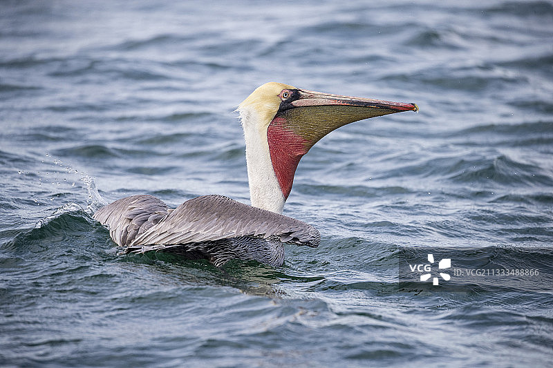 棕色鹈鹕，东太平洋，马格达莱纳湾，墨西哥下加利福尼亚图片素材