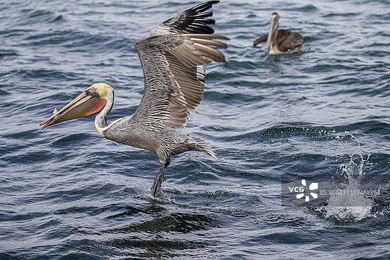 棕色鹈鹕，东太平洋，马格达莱纳湾，墨西哥下加利福尼亚图片素材