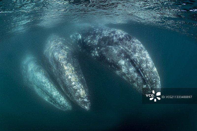 墨西哥下加利福尼亚州马格达莱纳湾水下的三只灰鲸图片素材
